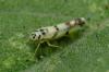 Eupteryx atropunctata